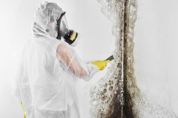 Best White Mold Remediation in Waunakee, WI