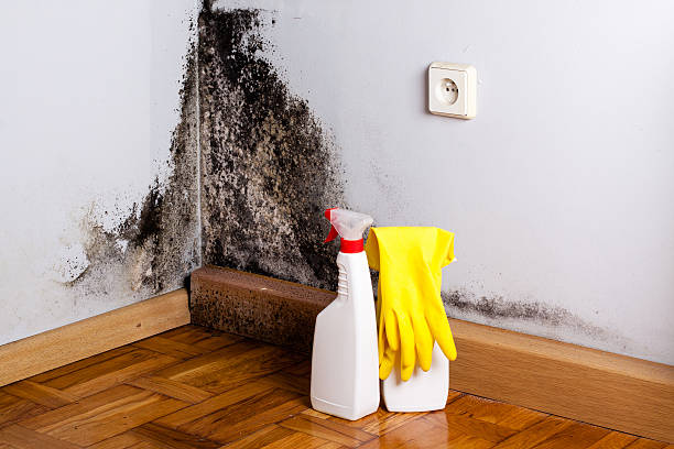 Best Crawl Space Mold Remediation in Waunakee, WI