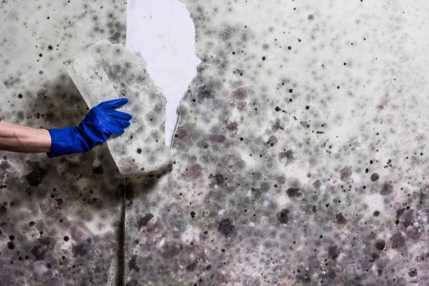 Best Post-Flood Mold Remediation in Waunakee, WI